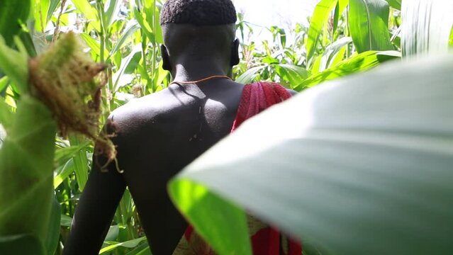 Suri man walking in a corn field Tulgit Omo valley Ethiopia