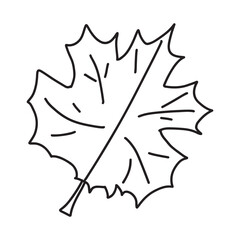 Naklejka premium Maple leaf. Doodle school element. Back to school kids knowledge education.