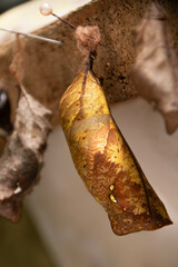 Owl butterfly pupates in butterfly house, Caligo idomeneus, in Mindo, Ecuador. 