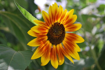 red sunflower in the garden