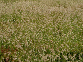 Fototapeta premium an ocean of flowering lagurus ovatus in the field