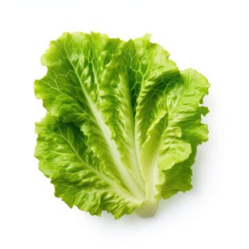 romaine lettuce leaf isolated on white generative AI