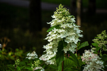 White hydrangea flowers growing up forming a cone on dark background