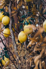 Lemon tree yellow fruits hanging on branches in summer. lemon juice 