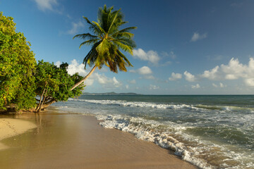 Naklejka premium Idyllic beach landscape on Martinique island, Caribbean sea