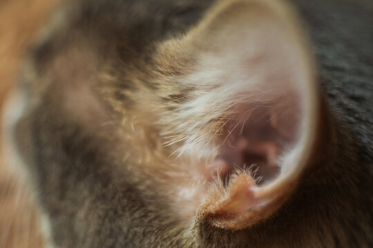 cat ear scratches flares treatment veterinarian pet care help infection . High quality photo