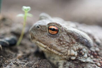 An eye of a frog