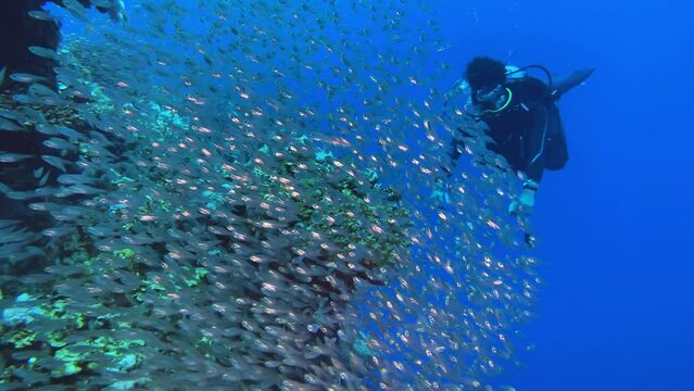 Diver man in the red sea with school of glass fishes on the foreground, Dahab, Egypt