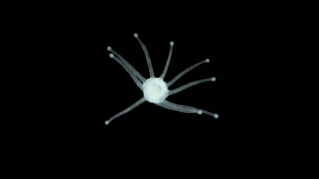 Larva actinula chidaria Tubularia sp. under microscope, class Hydrozoa. It can move along bottom, sorting through its tentacles, then it is attached by aboral end and becomes a polyp. White sea