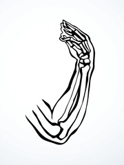 Vector drawing. Bones of the arm and shoulder