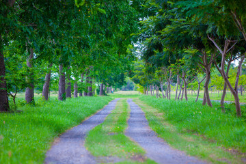 Walkway in the evening garden Beautiful road in the green forest. Bicycle road. Pedestrians. Sunlight. Green trees. Grass. On a sunny evening. spring nature park