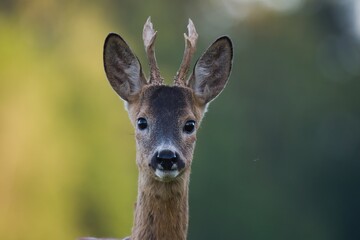 Roe deer in an oat field