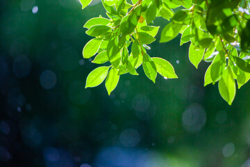 Photograph of leaves without Rim Light on a beautiful bokeh background. Light after rain. Natural background image for design and text. Spring background, green tree leaves on blurred background. - obrazy, fototapety, plakaty