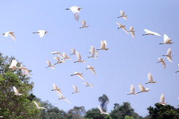 birds in flight