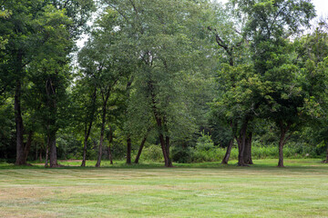 Fototapeta na wymiar Trees in Grassy Field