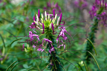 Cleome Rose Queen flower against green background