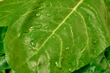 Fresh spinach leaves on a wooden cutting board