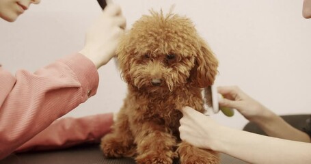 Groomer combs hair of small cute puppy poodle. Professional Pet groomer making cute Poodle dog haircut with scissors. Woman doing hairstyle pet hairdresser, grooming salon.