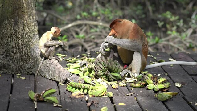 proboscis monkey