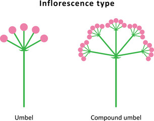 Inflorescence types. Umbel and compound umbel. - obrazy, fototapety, plakaty