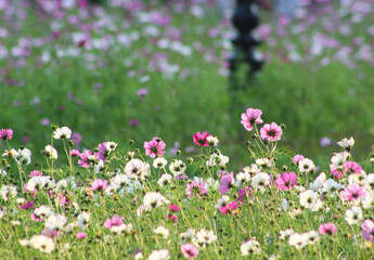Flowers in Công viên Thống Nhất Park, Vietnam