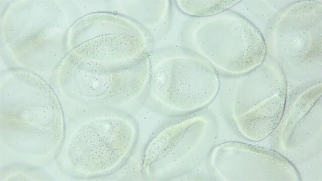 Sperm and ovule of worm Polychaeta Ophelia limacina under microscope, Opheliidae family. You can see movement of spermatozoa, that attach to egg for fertilization. White sea