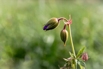 Obraz premium Close-up of a flower