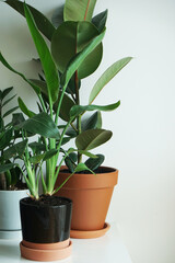 Fototapeta na wymiar Home plants in ceramic pots against a white wall