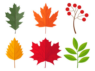 Set of autumn leaves. Autumn leaves collection, set of colorful leaves, maple, rowan, oak
