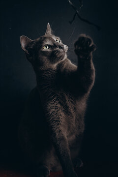 gato gris hembra mirando a la camara en un fondo neutro  con espacio para copy de veterinaria