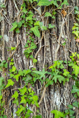 Hedera helix. Detail of green ivy growing on a tree trunk. Evergreen curly ivy leaves along a tree trunk in a park close up with copy space, nobody.