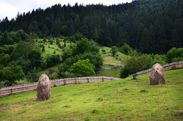 Haystacks on a green meadow against the backdrop of a green forest