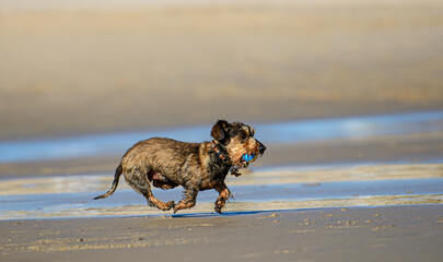 Purebred dog running at sea shore, cute domestic doggy pet playing at ocean coast