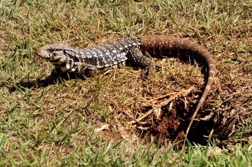 Lagarto Teiu na toca.