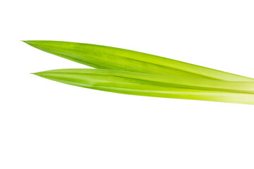 Two leave Pandanus amaryllifolius Roxb isolated on white background 