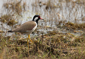 Red-wattled Lapwing near a marsh at Tadoba tiger reserve, India