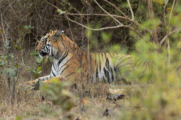Fototapeta na wymiar A tiger relaxing behind bushes at Tadoba Andhari Tiger Reserve, India