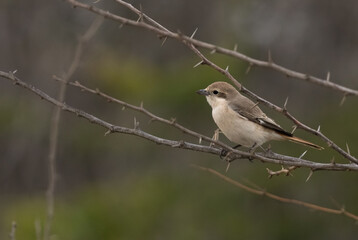 Isaballine shrike perched on twig, Bahrain