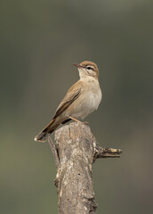 Rufous-tailed Scrub Robin perched on a wooden log at Hamala, Bahrain