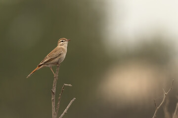 Rufous-tailed Scrub Robin perched on a wooden log at Hamala, Bahrain