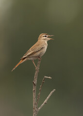 Rufous-tailed Scrub Robin perched on a wooden log caaling, Hamala, Bahrain