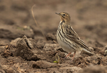Portrait of a Red throated pipit at Buri farm, Bahrain