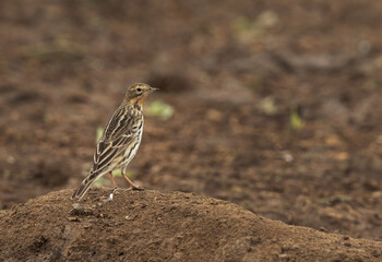 Red throated pipit at Buri farm, Bahrain