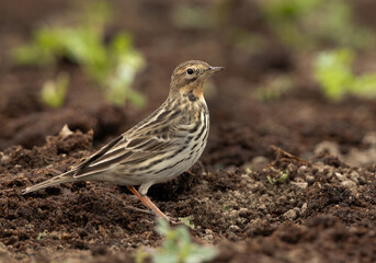 Red throated pipit at Buri farm, Bahrain