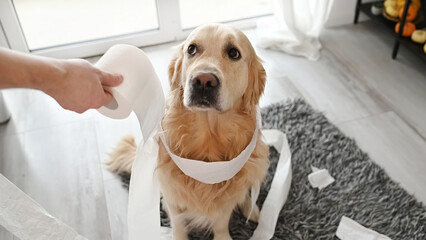 Golden retriever dog looking guilty at girl owner after playing with toilet paper in living room....