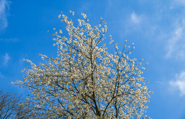 A small tree with tiny white flowers against blue sky in early Spring