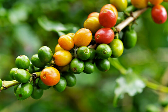 Café em natura - grão de café coloridos   