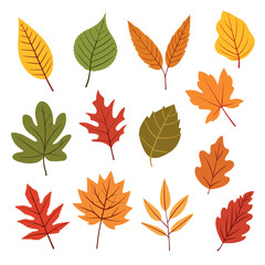 Set of colorful autumn leaves isolated on white background. Vector stock
