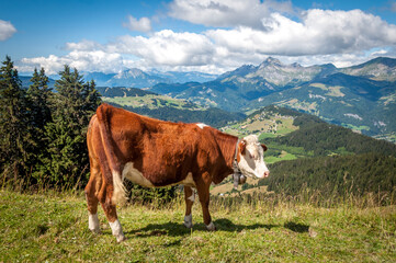 Vaches en pâturage dans les Alpes de Haute-Savoie