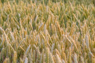 golden wheat field